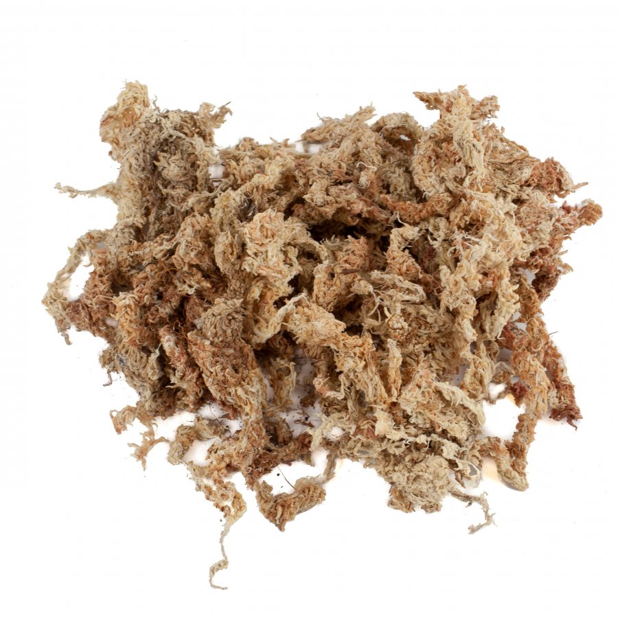 Sphagnum Moos 500 Gramm aus Chile